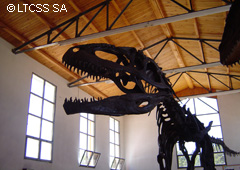 El Gigantosaurus en el Museo Municipal 