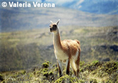 Guanaco in National Park Perito Moreno 