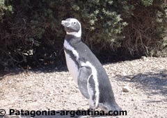 Magellan Penguin