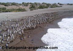 Magellan Penguin Colony in Punta Tombo