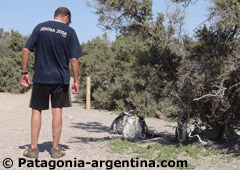 Punta Tombo