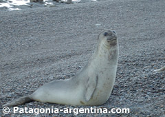 Elefante Marino en Caleta Valdés