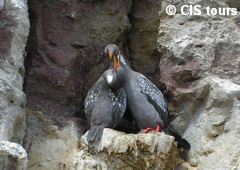 Grey Cormoranes