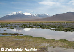 Lake of the andean plateau