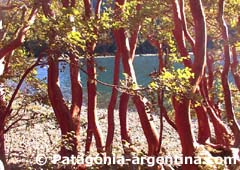 Bosque de arrayanes en Bariloche.