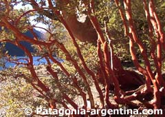 Bosque de Arrayanes - Patagonia-Argentina