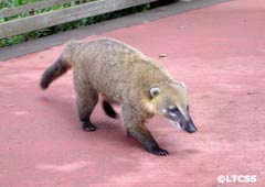 A "coati", part of the distinctive fauna