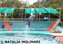 Delfines y Kshamenk