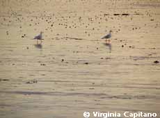 Gaviotas al atardecer
