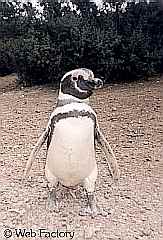 Pingüinos Magallánicos en Punta Tombo, PATAGONIA ARGENTINA