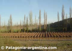 Plantations