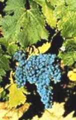 Vineyards