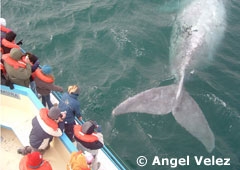 Avistaje de la ballena Franca Austral cerca de Puerto Madryn