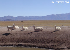 The llama is one of the species of the fauna of Salta