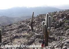 Santa Rosa de Tastil