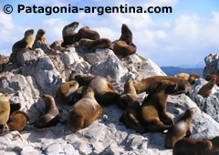 Isla Lobos - Ushuaia Isla Lobos - Ushuaia