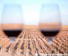 Los viñedos detras del vino de la Bodega Valle Perdido