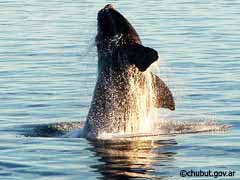 Un ejemplar de la Ballena Franca Austral