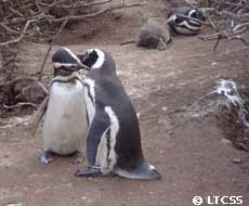 Meeting of a penguins couple