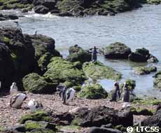 Penguins waiting their partners