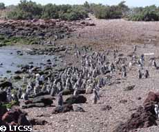 Arrival of the penguins to Cabo Dos Bahias