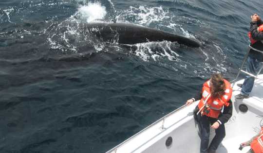 Avistaje de Ballenas en Península Valdés
