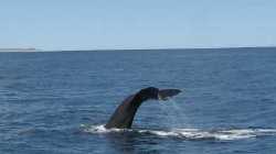 Ballena Franca Austral