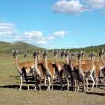 Guanacos en Patagonia Guanacos en Patagonia