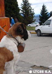 San Bernardo dog in civic center