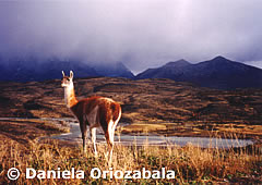 Guanaco 