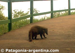 Coatí, Iguazú Falls