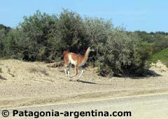 Guanaco en la ruta a Tombo