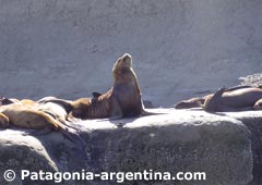 Lobo Marino en Punta Pirámide