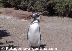 Pingüino de Magallanes