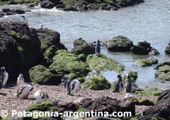 Pingüinos en Punta Tombo