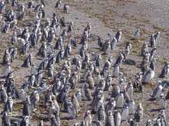 Punta Tombo penguin colony