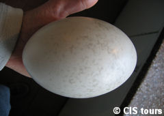 Choique´s Egg