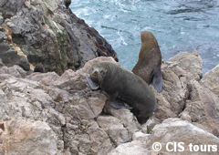 Lobos marinos de Cabo Blanco