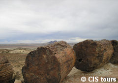 Petrified Forest