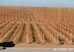 Añelo's vineyards