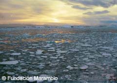 Several icecaps of the Antarctic region are threatened by global warming