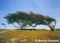 Bandera Tree