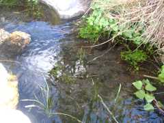 Nacientes del arroyo Valcheta, donde vive la mojarrita desnuda.