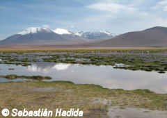 Laguna altiplánica