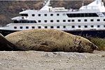 Mare Australis Cruise - Elephant Seal