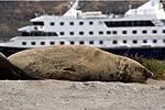 Crucero Mare Australis - Elefante Marino