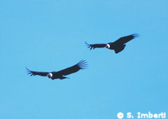 Andean Condor