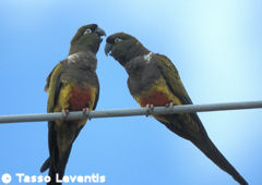 Loros Barranqueros