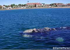 Southern right whale in Nueva Bay, just opposite Puerto Madryn