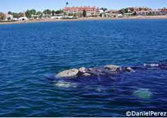 Ballena franca austral en la Bahía Nueva, frente a la ciudad de Puerto Madryn